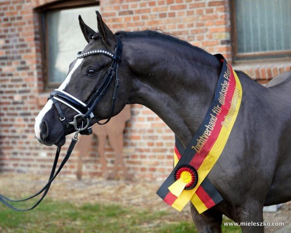 stallion A Kind of Champion (German Riding Pony, 2019, from A kind of Magic 5)