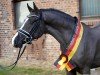 Deckhengst A Kind of Champion (Deutsches Reitpony, 2019, von A kind of Magic 5)