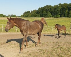 Springpferd Hengst von Conthargos / Catoki (Holsteiner, 2023, von Conthargos)