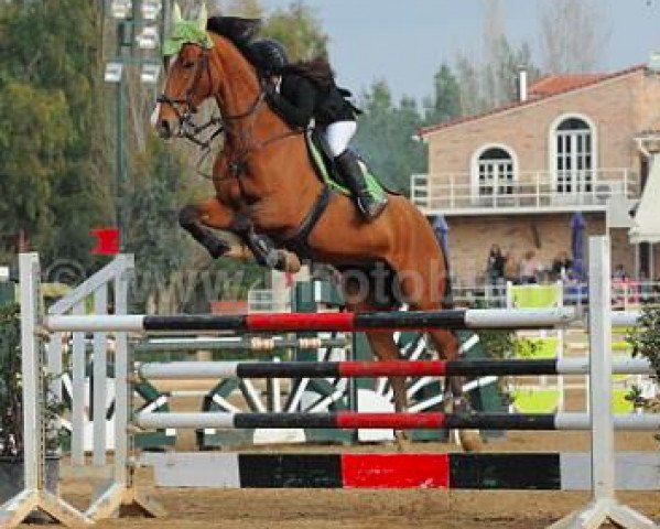 jumper Neksia (Bulgarian Warmblood, 1999)