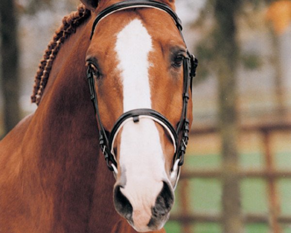horse Sable Rose (Selle Français, 1984, from Uriel)