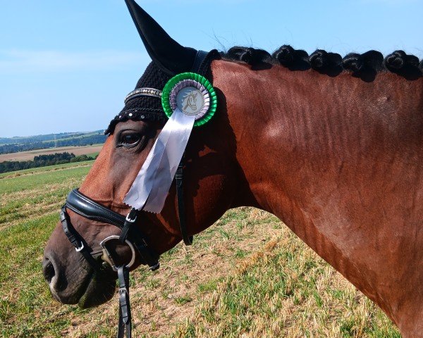 dressage horse Curly Sue 222 (German Sport Horse, 2018, from Chigaru)