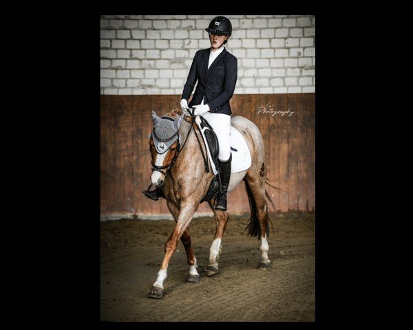 dressage horse Notre Ussuri (German Riding Pony, 2014, from FH Notre Amour)