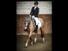 dressage horse Notre Ussuri (German Riding Pony, 2014, from FH Notre Amour)