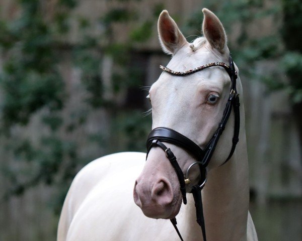 dressage horse Dairyman (German Riding Pony, 2019, from Dating At NRW)