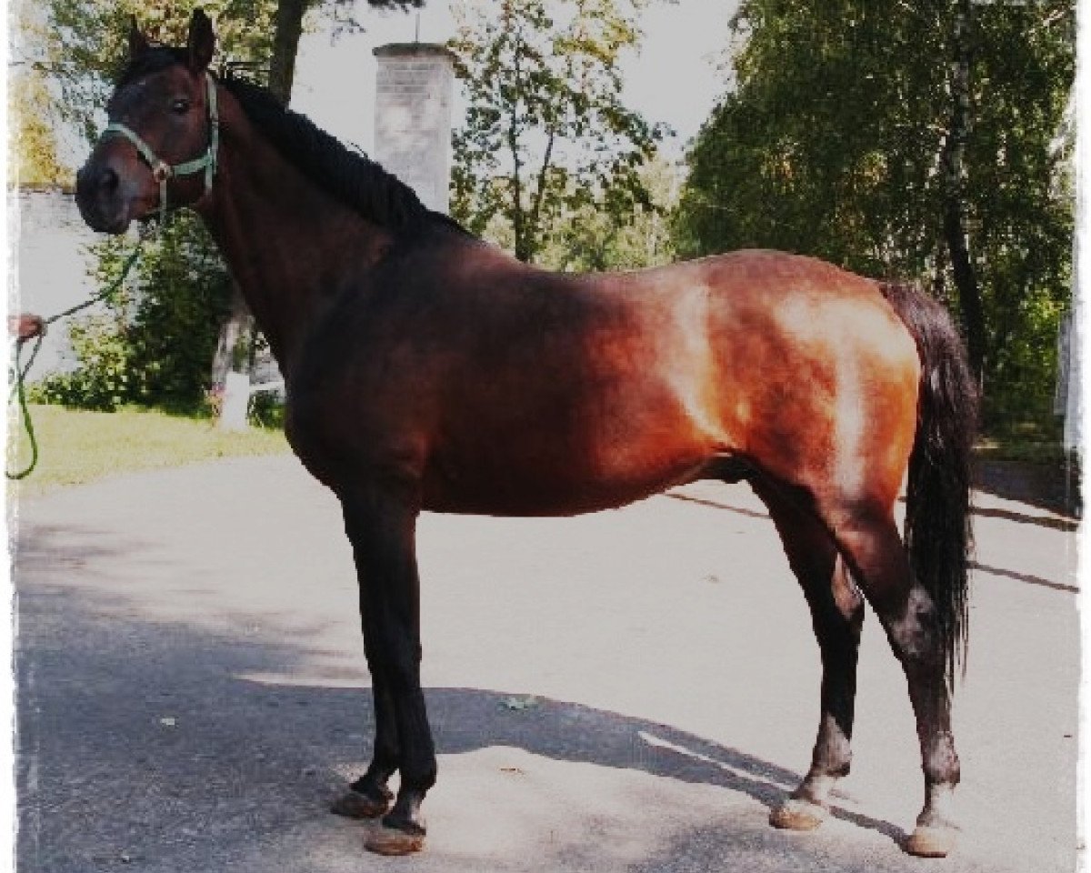 Deckhengst Grey (Malopolska, 1984, von Cynik xx)