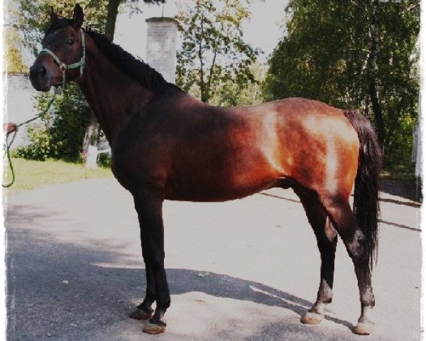 stallion Grey (Little-Poland (malopolska), 1984, from Cynik xx)