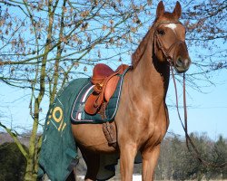 stallion Saint Tropez L (Hanoverian, 2012, from Spörcken)