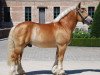 stallion Hopper (Rhenish-German Cold-Blood, 2010, from Helmut)