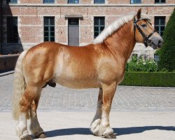 stallion Hopper (Rhenish-German Cold-Blood, 2010, from Helmut)