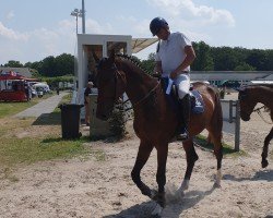 jumper Chacoon's Celebration (Hanoverian, 2018, from Chacoon Blue)