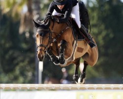 jumper Macho V (Belgian Warmblood, 2012, from Falco)