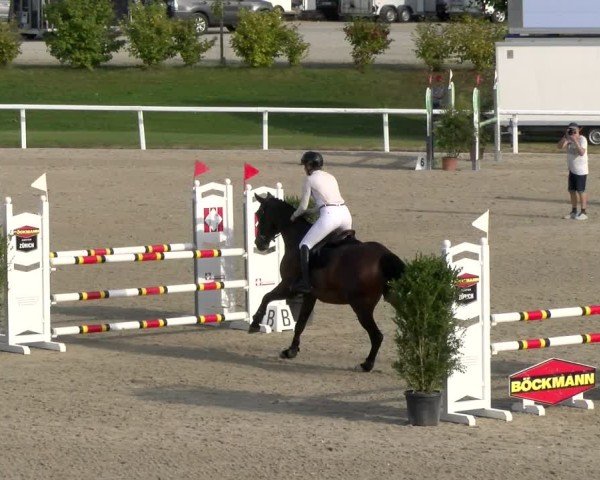 Reitturnier Bülach 2024