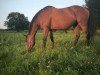 broodmare Nala 129 (German Sport Horse, 2010, from Carrico)