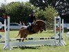 Zuchtstute Kompas Ysa (Welsh Mountain Pony (Sek.A), 2006, von Vechtzicht's Hy-Binder)