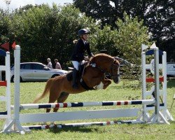 Zuchtstute Kompas Ysa (Welsh Mountain Pony (Sek.A), 2006, von Vechtzicht's Hy-Binder)