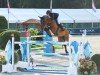 jumper J'Adore Ter Putte (Belgian Warmblood, 2009, from Berlin)