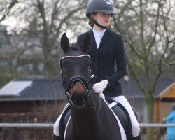 dressage horse Ferina (Hannoveraner, 2010, from Fidertanz)