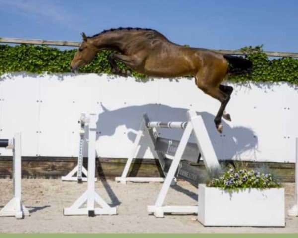 Springpferd Ozymandias (KWPN (Niederländisches Warmblut), 2019, von Arezzo VDL)