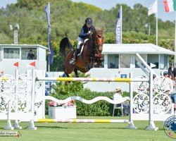 jumper Icenta del Maset (Spanish Sport Horse, 2014, from Indret del Masset)