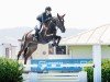 jumper Elba del Maset (Spanish Sport Horse, 2016, from Eilan del Maset)