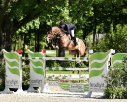 jumper Quimi del Maset (Spanish Sport Horse, 2014, from Quasimodo Z)