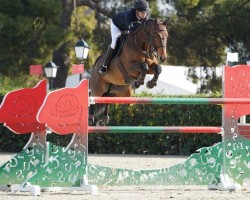 jumper Ilino del Maset (Spanish Sport Horse, 2014, from Indret del Masset)