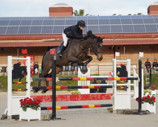 jumper Itchy del Maset (Spanish Sport Horse, 2017, from Indret del Masset)