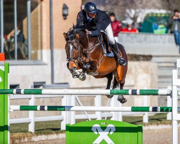 jumper Ivettus del Maset (Spanish Sport Horse, 2013, from Indret del Masset)