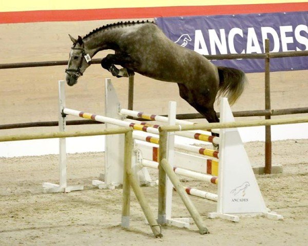 jumper Tango del Maset (Spanish Sport Horse, 2018, from Tangelo van de Zuuthoeve)