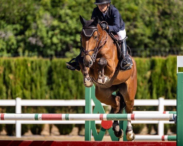 jumper Ida del Maset (Spanish Sport Horse, 2014, from Indret del Masset)