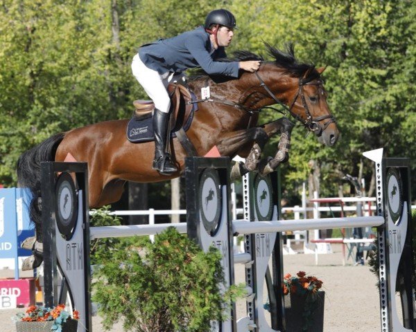 jumper Idaho del Maset (Spanish Sport Horse, 2016, from Indret del Masset)