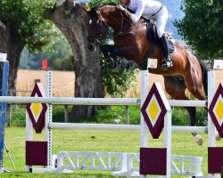 jumper Ilustre del Maset (Spanish Sport Horse, 2014, from Indret del Masset)