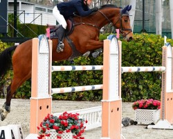 jumper Ivettas del Maset (Spanish Sport Horse, 2014, from Indret del Masset)