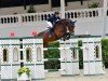 jumper Contina del Maset (Spanish Sport Horse, 2013, from Contendro I)