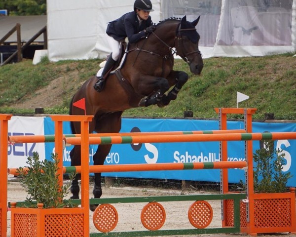 jumper Inos del Maset (Spanish Sport Horse, 2011, from Indret del Masset)