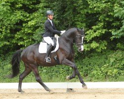 dressage horse Parid 3 (Oldenburg, 2018, from De Niro Gold 3)