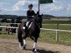 dressage horse Don Amour 9 (Oldenburg, 2008, from San Amour I)