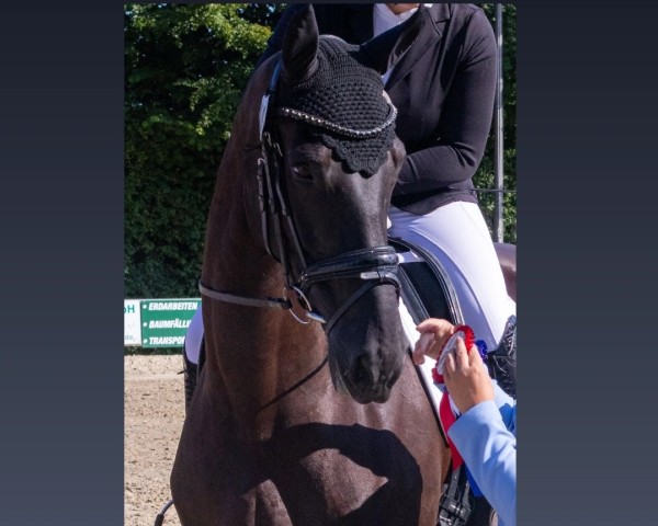 dressage horse Bambina 55 (German Sport Horse, 2014, from Beaulieu 2)