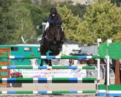 jumper It's Top del Maset (Spanish Sport Horse, 2009, from Indret del Masset)