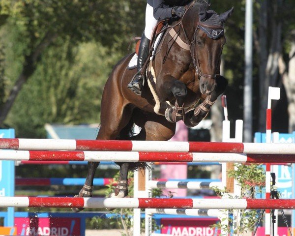 broodmare Ilanta del Maset (Spanish Sport Horse, 2007, from Indret del Masset)