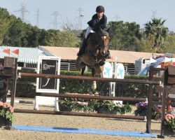 jumper Insignia del Maset (Spanish Sport Horse, 2008, from Indret del Masset)