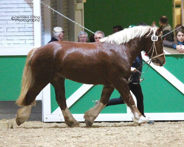 broodmare Hannah (Schleswig Heavy Draft, 2013, from Zigeunerbaron)