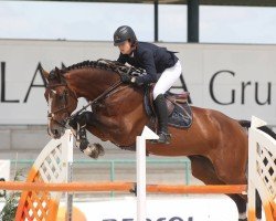 jumper Ibsen del Maset (Spanish Sport Horse, 2005, from Indret del Masset)