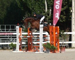 jumper Dodi del Maset (Spanish Sport Horse, 2008, from Dry Sac del Masset)