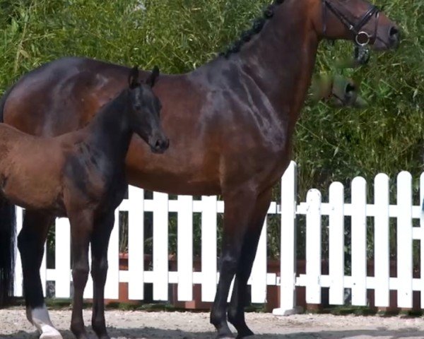 Zuchtstute Black Moon (Oldenburger Springpferd, 2016, von Casallco)