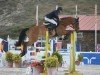 jumper Iscara del Maset (Spanish Sport Horse, 2006, from Indret del Masset)