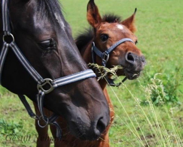 broodmare Black Beauty (Oldenburg, 2011, from Diarado)