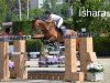 jumper Ishara del Maset (Spanish Sport Horse, 2012, from Indret del Masset)