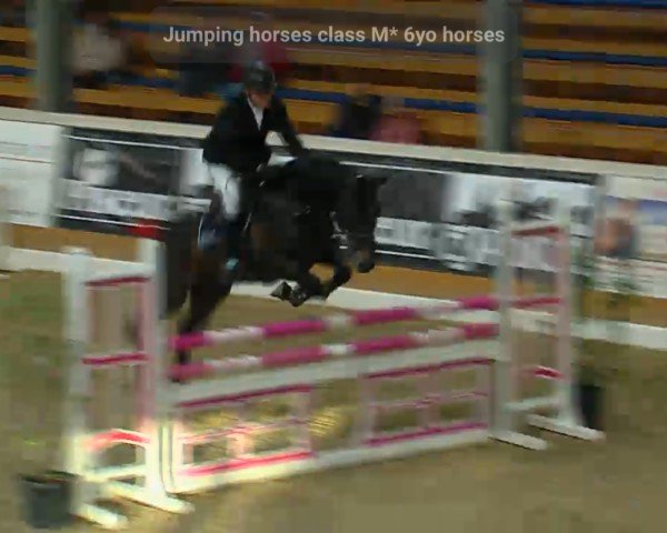 jumper Calypso 483 (Oldenburg show jumper, 2013, from Conthargos)